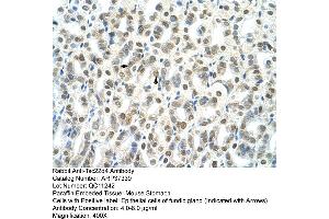 Mouse stomach (TSC22D4 antibody  (N-Term))