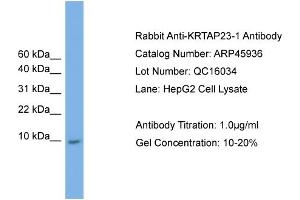 WB Suggested Anti-KRTAP23-1  Antibody Titration: 0. (KRTAP23-1 antibody  (Middle Region))