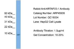 WB Suggested Anti-KRTAP23-1  Antibody Titration: 0.