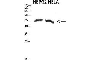 Western Blot (WB) analysis of HepG2 HeLa cells using Antibody diluted at 2000. (alpha-Tubulin 3C/D/E (C-Term) antibody)