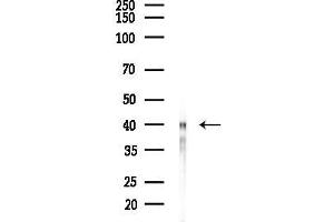 anti-Phosphoseryl-tRNA Kinase (PSTK) antibody