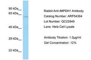 Image no. 1 for anti-Inosine 5'-Phosphate Dehydrogenase 1 (IMPDH1) (AA 479-528) antibody (ABIN6749929) (IMPDH1 antibody  (AA 479-528))