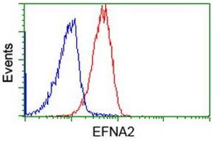 Image no. 3 for anti-Ephrin A2 (EFNA2) antibody (ABIN1497952) (Ephrin A2 antibody)
