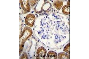 OPN-a/b Antibody (N-term) (ABIN655514 and ABIN2845029) immunohistochemistry analysis in formalin fixed and paraffin embedded human kidney tissue followed by peroxidase conjugation of the secondary antibody and DAB staining. (OPN-A,b (AA 14-40), (N-Term) antibody)