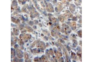 IHC-P analysis of Pancreas tissue, with DAB staining.