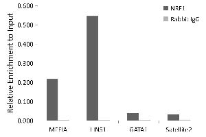 Chromatin Immunoprecipitation (ChIP) image for anti-Nuclear Respiratory Factor 1 (NRF1) antibody (ABIN7269022)