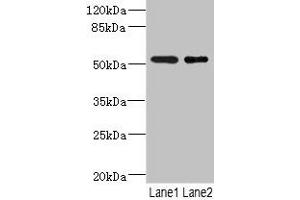 Western blot All lanes: RXFP3 antibody at 3. (Relaxin 3 Receptor 1 antibody  (AA 1-80))