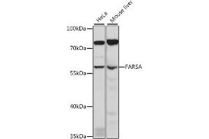 Western blot analysis of extracts of various cell lines, using FARSA antibody (ABIN7269266) at 1:1000 dilution. (Phenylalanyl-tRNA Synthetase, alpha Subunit (FARSA) (AA 210-486) antibody)