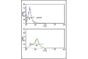 ACVRL1 Antibody (C-term) (ABIN392242 and ABIN2841933) flow cytometry analysis of HepG2 cells (bottom histogram) compared to a negative control cell (top histogram). (ACVRL1 antibody  (C-Term))