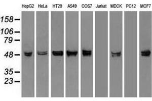 Western blot analysis of extracts (35 µg) from 9 different cell lines by using anti-KRT8 monoclonal antibody. (KRT8 antibody  (AA 91-381))