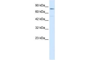 Western Blotting (WB) image for anti-Zinc Finger Protein 341 (ZNF341) antibody (ABIN2460148) (ZNF341 antibody)