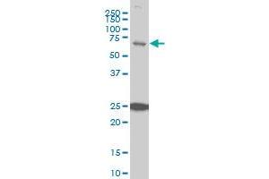 TRIM25 monoclonal antibody (M03), clone 5C3 Western Blot analysis of TRIM25 expression in Hela S3 NE . (TRIM25 antibody  (AA 211-310))