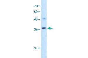 Western Blot analysis of Jurkat cell lysate with ARMCX6 polyclonal antibody  at 5 ug/mL working concentration. (ARMCX6 antibody  (N-Term))
