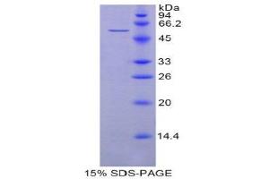 SDS-PAGE (SDS) image for Heat Shock 70kDa Protein 14 (HSPA14) (AA 1-509) protein (His tag) (ABIN2121209) (HSPA14 Protein (AA 1-509) (His tag))