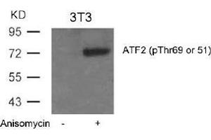Image no. 3 for anti-Activating Transcription Factor 2 (ATF2) (pThr51), (pThr69) antibody (ABIN196665) (ATF2 antibody  (pThr51, pThr69))