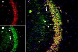 Multiplex staining of Calnexin and Presenilin-1 in mouse hippocampus - Immunohistochemical staining of perfusion-fixed frozen mouse hippocampal sections using Anti-Presenilin-1-ATTO Fluor-488 Antibody (ABIN7043553), (1:60) and Anti-Calnexin-ATTO Fluor-594 Antibody (ABIN7043022), (1:60). (Presenilin 1 antibody  (3rd Intracellular Loop) (Atto 488))