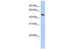 ZNF793 antibody used at 0. (ZNF793 antibody  (Middle Region))