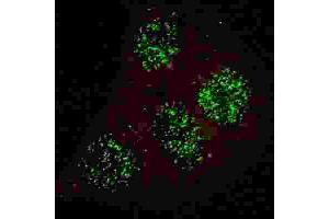 Immunofluorescence (IF) image for anti-GATA Binding Protein 6 (GATA6) (pTyr271) antibody (ABIN3001951)