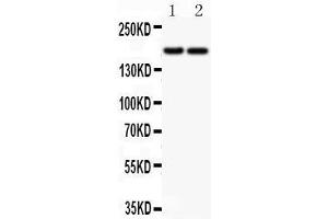 Anti-Laminin Picoband antibody,  All lanes: Anti Laminin  at 0. (Laminin antibody)
