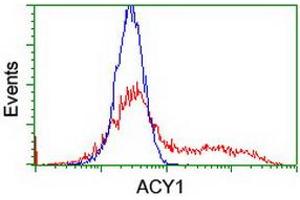 HEK293T cells transfected with either RC201284 overexpress plasmid (Red) or empty vector control plasmid (Blue) were immunostained by anti-ACY1 antibody (ABIN2454790), and then analyzed by flow cytometry.
