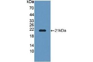 POFUT1 抗体  (AA 238-388)