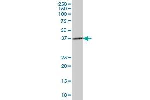 NMI MaxPab polyclonal antibody. (NMI antibody  (AA 1-307))