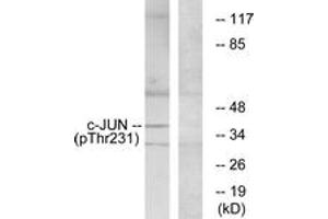 Western Blotting (WB) image for anti-Jun Proto-Oncogene (JUN) (AA 201-250), (pThr231) antibody (ABIN1531557) (C-JUN antibody  (pThr231))