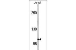 Western blot analysis of anti-EphA5 Antibody (C-term) (ABIN391893 and ABIN2841712) in Jurkat cell line lysates (35 μg/lane). (EPH Receptor A5 antibody  (C-Term))