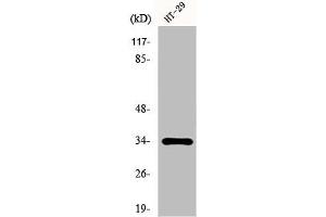 Western Blot analysis of HT29 cells using HoxB4 Polyclonal Antibody (HOXB4 antibody  (Internal Region))