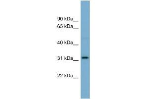WB Suggested Anti-OR2AT4 Antibody Titration:  0. (OR2AT4 antibody  (N-Term))