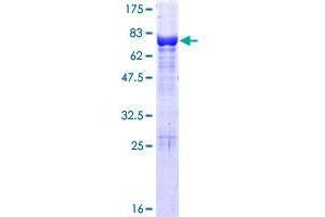 VPS4A Protein (AA 1-437) (GST tag)