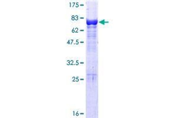 VPS4A Protein (AA 1-437) (GST tag)