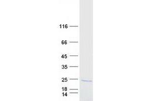 Validation with Western Blot (PLA2G12B Protein (Myc-DYKDDDDK Tag))