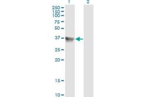Western Blot analysis of SH3GLB1 expression in transfected 293T cell line by SH3GLB1 monoclonal antibody (M01), clone 1B3-A5. (SH3GLB1 antibody  (AA 1-365))