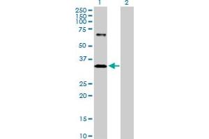 Western Blot analysis of IMPA1 expression in transfected 293T cell line by IMPA1 MaxPab polyclonal antibody.