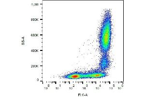 Surface staining of human peripheral blood with anti-human CD11b (MEM-174) APC. (CD11b antibody  (APC))