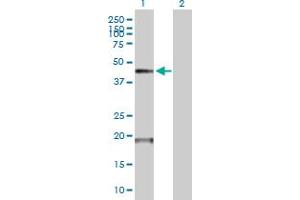 Western Blot analysis of TMPRSS11D expression in transfected 293T cell line by TMPRSS11D MaxPab polyclonal antibody. (TMPRSS11D antibody  (AA 1-418))