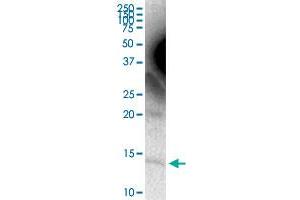 APOC4 MaxPab rabbit polyclonal antibody. (APOC4 antibody  (AA 1-127))