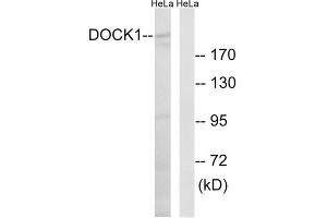 Western blot analysis of extracts from HeLa cells, using DOCK1 antibody. (DOCK1 antibody  (C-Term))