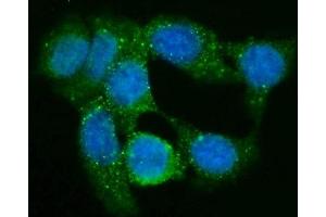 IF analysis of GNG2 using anti-GNG2 antibody (ABIN7600504).