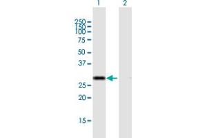 Western Blot analysis of CIP29 expression in transfected 293T cell line by CIP29 MaxPab polyclonal antibody. (SARNP antibody  (AA 1-210))