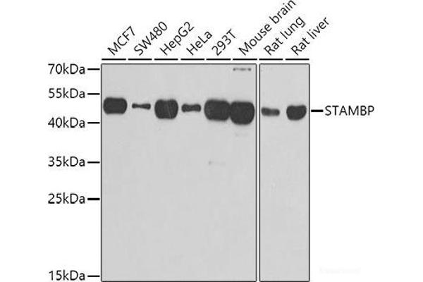 STAMBP antibody