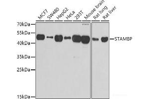 Western blot analysis of extracts of various cell lines using STAMBP Polyclonal Antibody at dilution of 1:1000. (STAMBP antibody)
