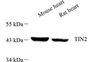 TINF2 antibody