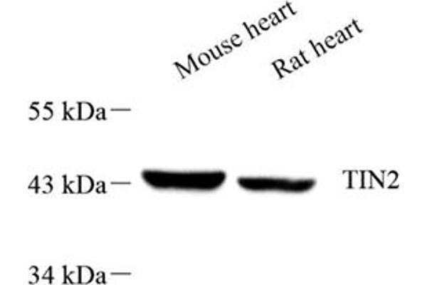 TINF2 antibody