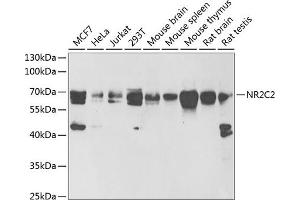 Western blot analysis of extracts of various cell lines, using NR2C2 antibody (ABIN6128390, ABIN6144811, ABIN6144812 and ABIN6222061) at 1:1000 dilution.