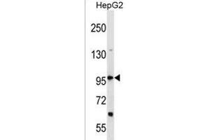 DHX36 Antibody (Center) (ABIN1538387 and ABIN2850215) western blot analysis in HepG2 cell line lysates (35 μg/lane). (DHX36 antibody  (AA 394-420))