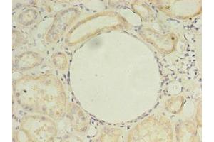 Immunohistochemistry of paraffin-embedded human kidney tissue using ABIN7164578 at dilution of 1:100 (ZDHHC4 antibody  (AA 277-344))