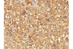 Formalin-fixed, paraffin-embedded human Fetal Liver stained with AFP Mouse Monoclonal Antibody (MBS-12). (alpha Fetoprotein antibody)