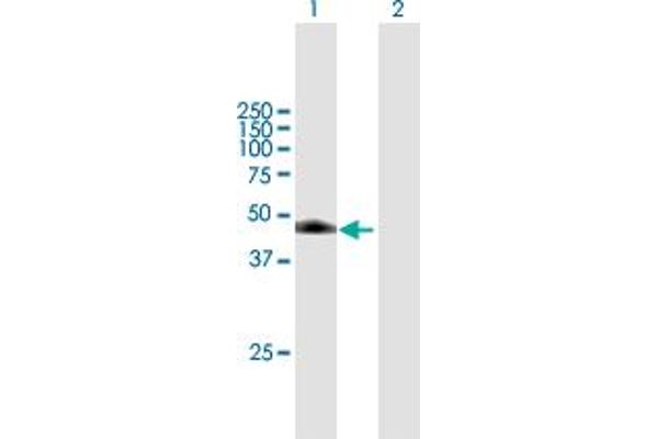 DDI1 antibody  (AA 1-396)